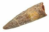 Fossil Spinosaurus Tooth - Real Dinosaur Tooth #351558-1